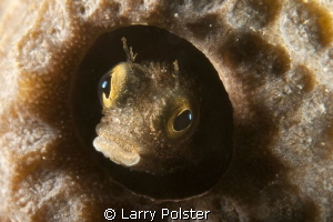 Small blenny shot with D300, 60mm, with Subsee + 10 by Larry Polster 